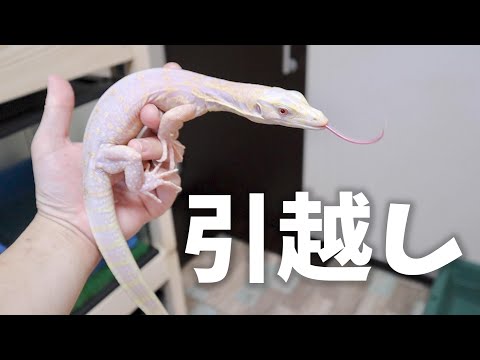 大幅移動を強いられたオオトカゲ達(YouTube)