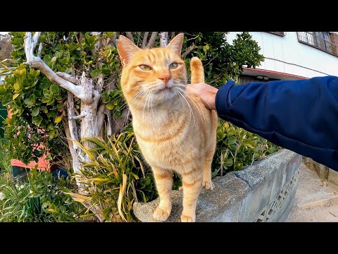 塀の上にいた野良猫を撫でると喜んで付いてくるようになった(YouTube)