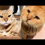 猫が寂しがるのでかわりばんこで寝ています(YouTube)
