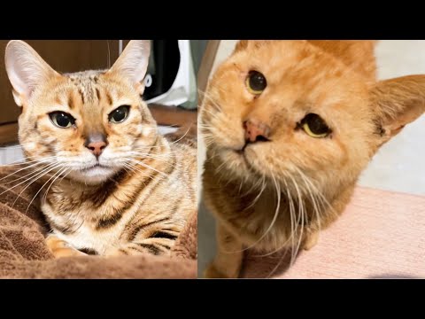 猫が寂しがるのでかわりばんこで寝ています(YouTube)