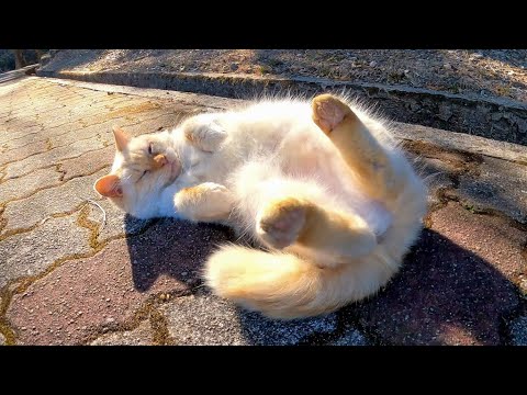 遊歩道で出会った野良猫を撫でるとゴロゴロ言って喜んでカワイイ(YouTube)