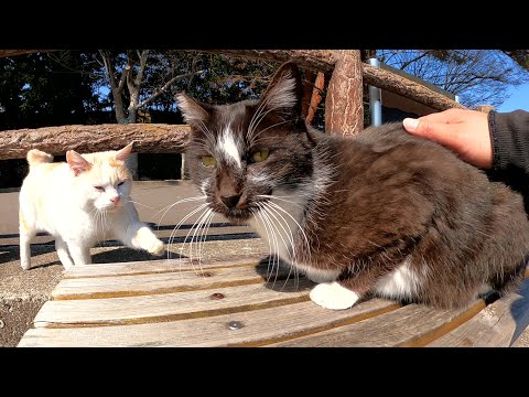 クールなハチワレ猫と甘えん坊な茶シロ猫(YouTube)