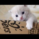 子猫はどうしても外出したい…(YouTube)