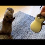 プニプニカワウソともふもふカワウソ A puffy otter and a fluffy otter(YouTube)