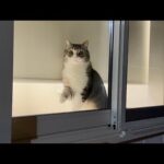 夜中にこっそりコンビニに行こうとしたら猫が窓際でこうなってました…(YouTube)