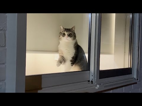 夜中にこっそりコンビニに行こうとしたら猫が窓際でこうなってました…(YouTube)