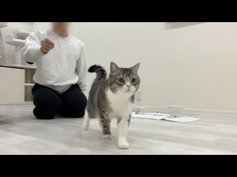 おもちゃを投げるふりしたら騙された猫の反応がかわいすぎたwww(YouTube)
