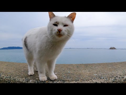 顔を見ると挨拶してくる防波堤の野良猫がカワイイ(YouTube)