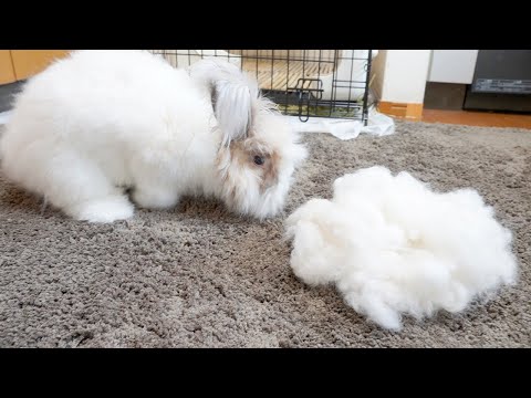 超長毛ウサギをブラッシングしたら無限に毛がとれる(YouTube)