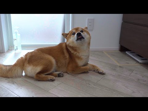 大好きな人達と離れて、あからさまにしょんぼりする柴犬。(YouTube)