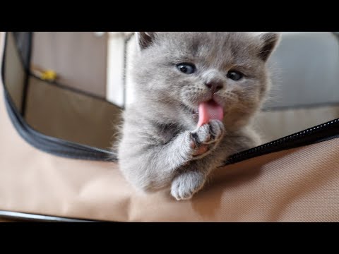 Kittens who want to play outside vs mother cats who want to stay at home(YouTube)