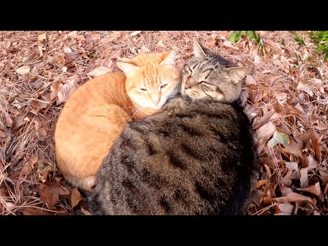 丸々と太ったキジトラ猫が茶トラ猫を抱きしめて温めてあげる(YouTube)