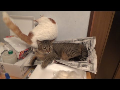 安息の場所を求めて争う猫(YouTube)