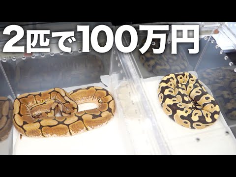 【2匹で100万円】ボールパイソン専門店で買える最も高い生体(YouTube)