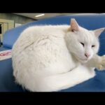 船が欠航した日、待合室は猫様たちに占領されていた(YouTube)