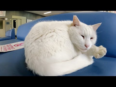 船が欠航した日、待合室は猫様たちに占領されていた(YouTube)