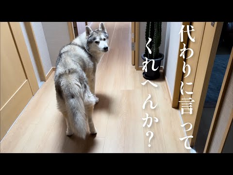 受験を終えた兄と久しぶりに散歩に行きたいハスキー、圧のかけ方をわすれてしまう。(YouTube)