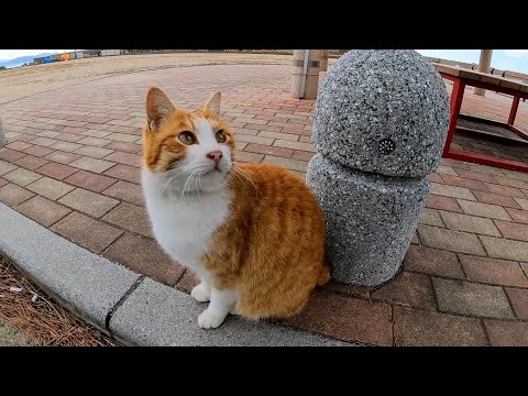港のベンチに座っていたら猫がやって来たので一緒に神社に行く事にした(YouTube)
