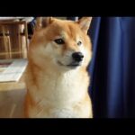 柴犬ハチはここ最近、悩みがある。(YouTube)
