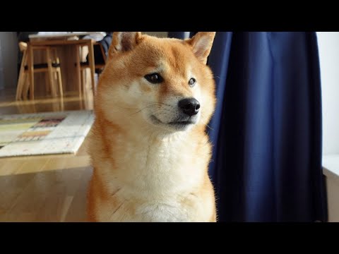 柴犬ハチはここ最近、悩みがある。(YouTube)