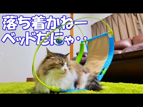 遊びを極めた今のボス吉ならきっと遊ぶ？と思って引っ張り出した多機能猫おもちゃでしたが‥ｗ(YouTube)
