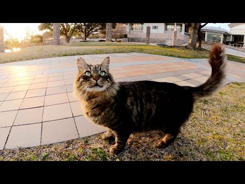 地域猫が「ついてきて!」と言うのでついていってみたら・・・(YouTube)