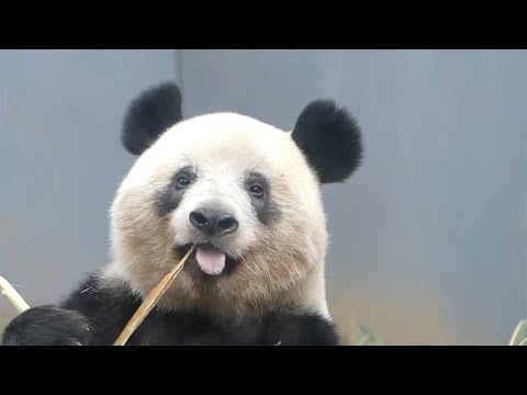 東園パンダ舎（シャンシャン） 2022年2月14日10時撮影(YouTube)