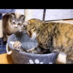 ヤンチャな子供猫の毎晩のルーティン♥(YouTube)