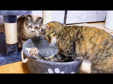 ヤンチャな子供猫の毎晩のルーティン♥(YouTube)