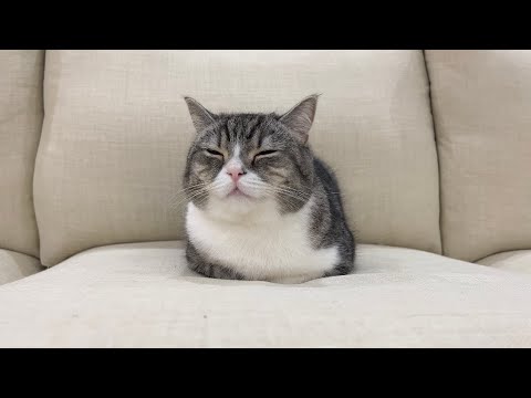 呼んでも無視する猫をヘリウムガスを吸って呼んだらこうなったw(YouTube)