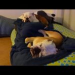 パパが出張でいなくなりました…。寂しいので愛犬と一緒に寝ます。(YouTube)