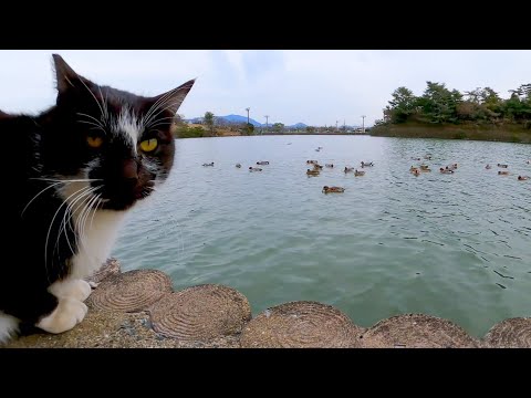 池の水鳥が気になってしかたがない野良猫(YouTube)