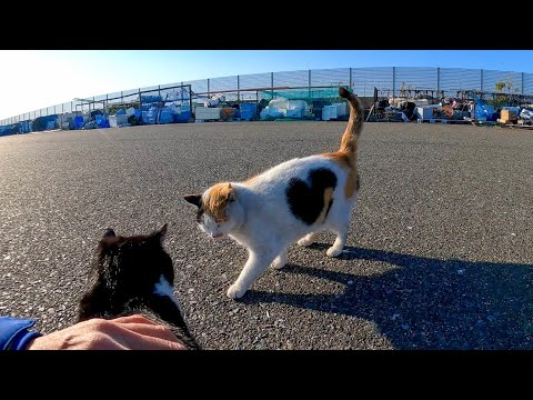 漁港の髭のハチワレ猫を撫でるとハートマークの三毛猫ちゃんも現れた(YouTube)