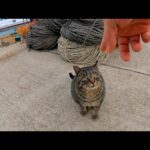 漁港でキジトラ猫を撫でると他の猫も集まってきた(YouTube)