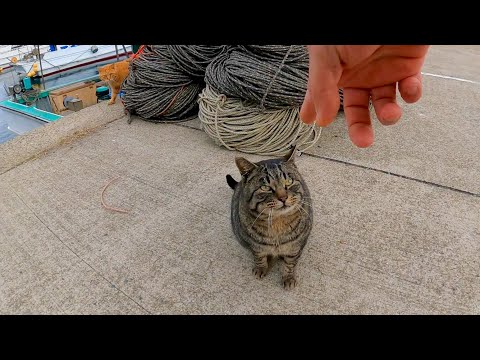 漁港でキジトラ猫を撫でると他の猫も集まってきた(YouTube)