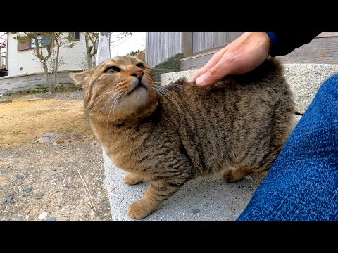 神社にいた野良猫を撫でると奇妙な喜びの声を上げる(YouTube)