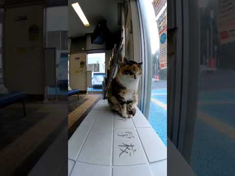 立ったまま寝る猫(YouTube)