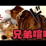 キャットホイール修理の横で兄弟喧嘩（激しめ）が勃発(YouTube)