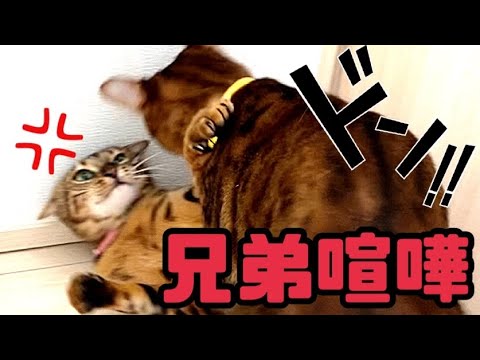 キャットホイール修理の横で兄弟喧嘩（激しめ）が勃発(YouTube)