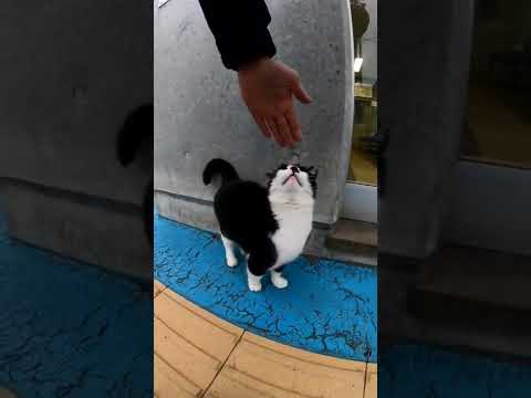 ハチワレちゃん可愛過ぎる(YouTube)
