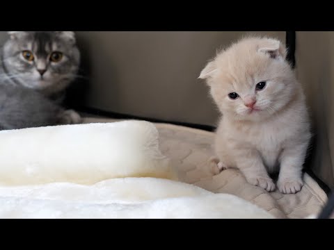 The kitten goes out for the first time, but mom cat…(YouTube)