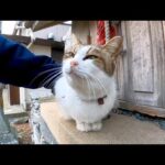 小さな祠の前に座っていた猫を撫でるとゴロゴロと喜んでカワイイ(YouTube)