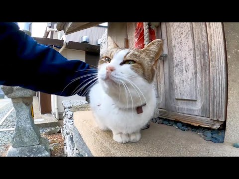 小さな祠の前に座っていた猫を撫でるとゴロゴロと喜んでカワイイ(YouTube)