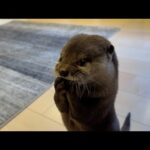 食事をする３分間「にゃむにゃむ語」で喋り続けながら食べるカワウソ Otter eating while talking continuously(YouTube)