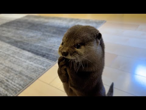 食事をする３分間「にゃむにゃむ語」で喋り続けながら食べるカワウソ Otter eating while talking continuously(YouTube)