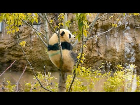 パンダのもり」2022年2月19日10時30分撮影(YouTube)