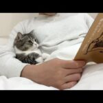 寝る前に読書してると隣に来る甘えんぼ猫がかわいすぎた…笑(YouTube)