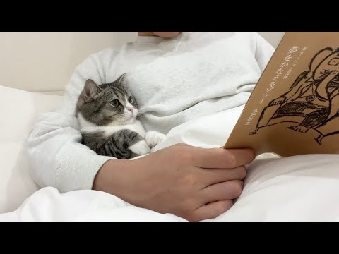 寝る前に読書してると隣に来る甘えんぼ猫がかわいすぎた…笑(YouTube)