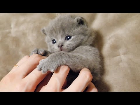 子猫をたくさんくすぐると…(YouTube)