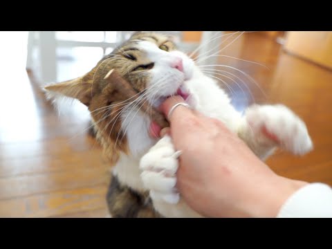 猫にマタタビをあげたら狂ってしまいました(YouTube)